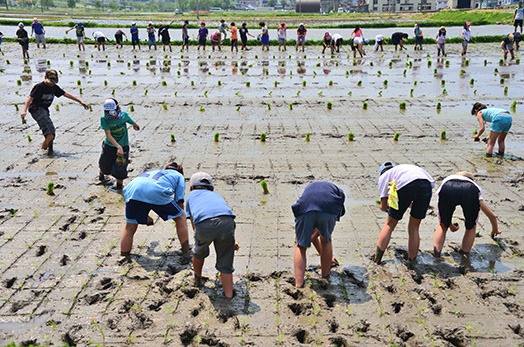 Rice Planting Scene